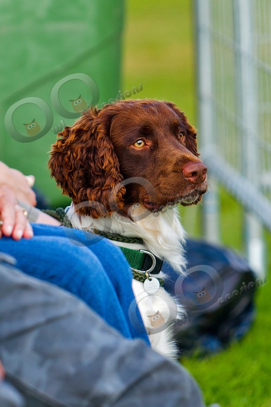 Springer Spaniel_7198 - Pet Photography