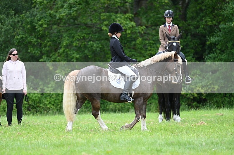 WJ7_4188 - Class 14A Handsome Gelding