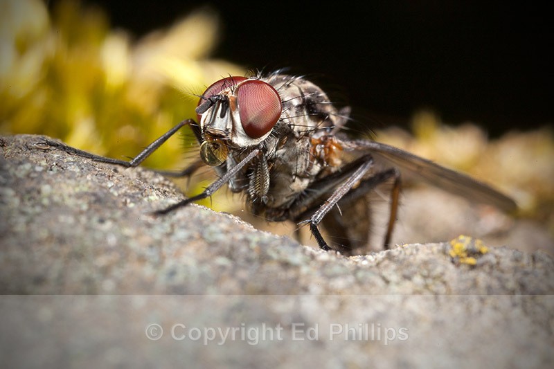 Hylemya vagans - Hylemya vagans