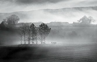 Farmer reillys sheep at sunrise - 2020 VISION