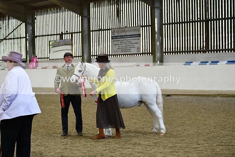 WJ5_5781 - Morning in hand Championship
