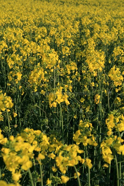Rapeseed Fields _DO046 - Dorset landscape Photography