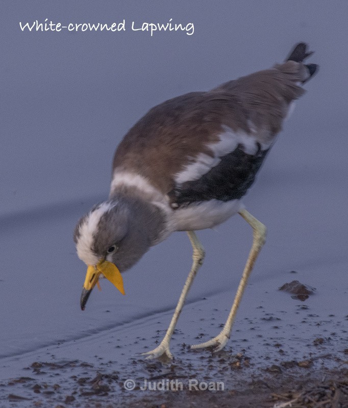  - South Africa Birds and Mammals