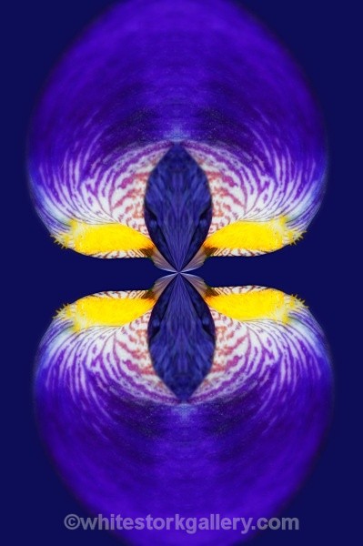 Iris Lantern - Digital Art