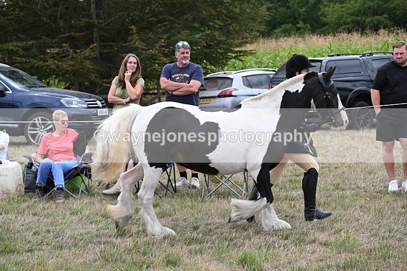 WJ6_5241 - Class 18 In-hand Coloured