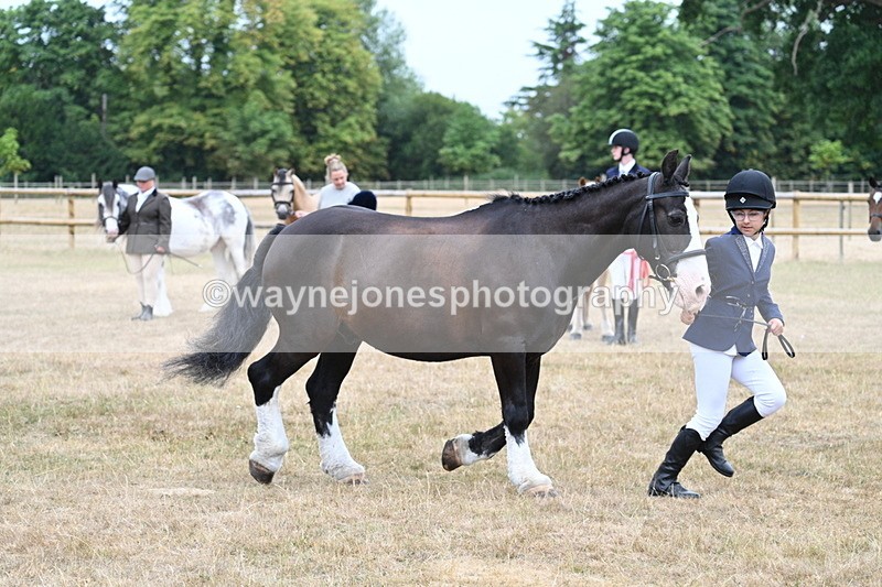 WJ7_9586 - Class 5 Most Handsome Gelding (up to 14.2hh)