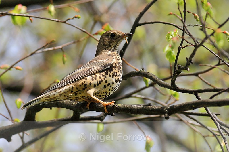 Mistle Thrush with food on Brandon Hill, Bristol - Mistle Thrush