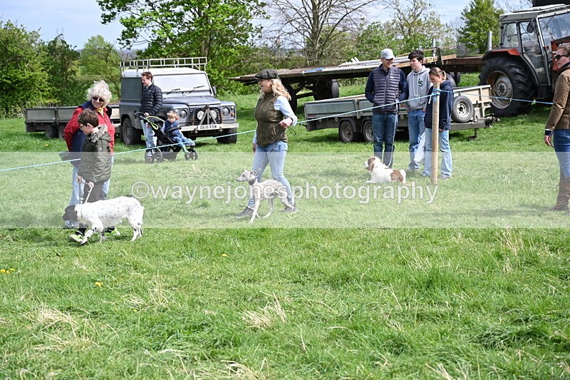 WJ6_8896 - Class 8 Best Working / Gun Dog or Bitch