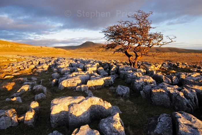 Hawthorn Tree on Twistleton Scar End | | Yorkshire Dales Location