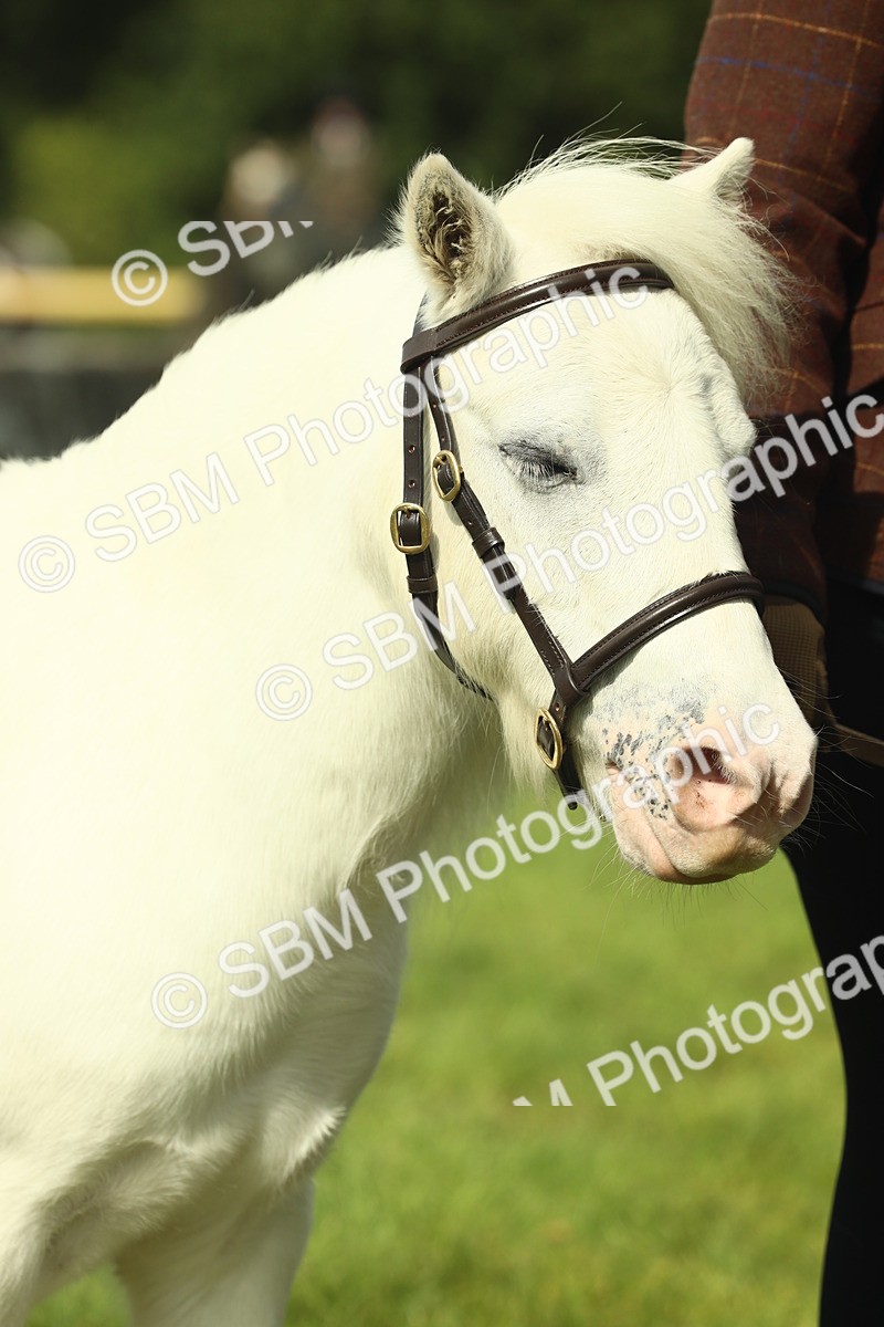 SBM_66682 - S34 - Rehabilitated Rescue Horse & Pony In Hand & Ridden