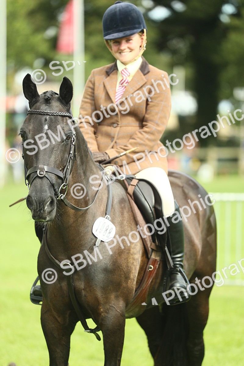 SBM_44803 - S31 - Working Hunter Pony