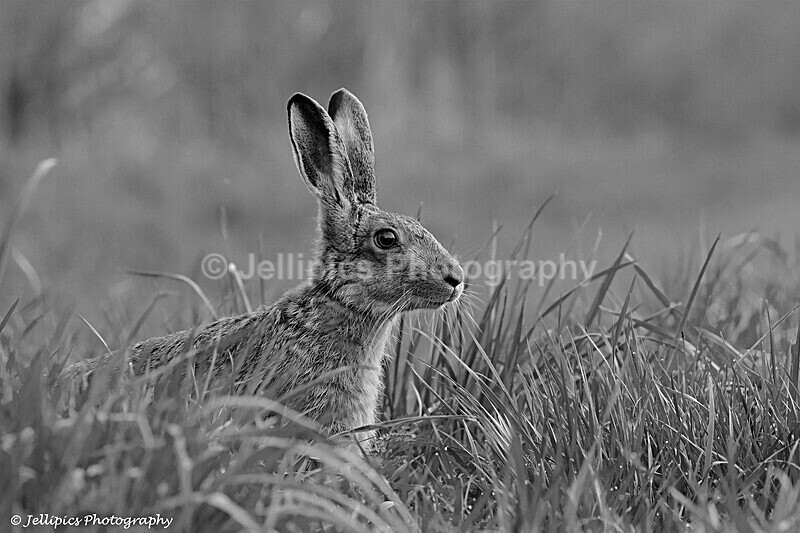  - Wildlife and Nature