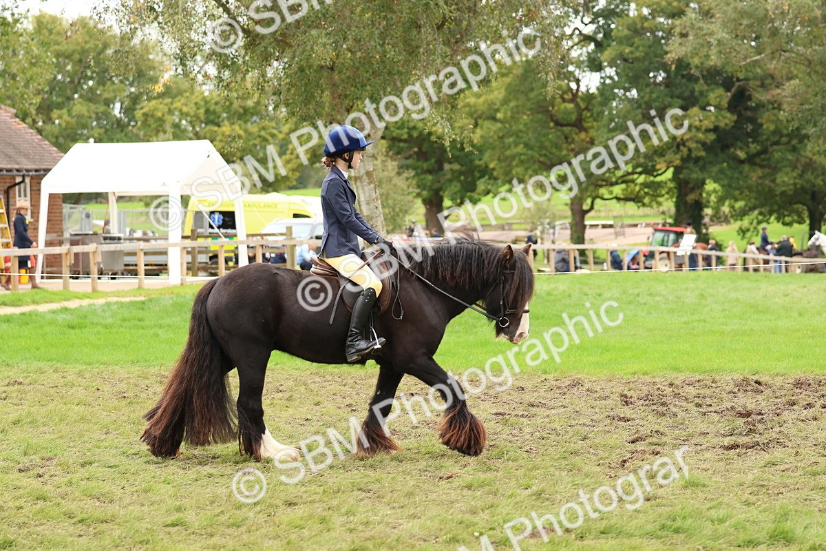 SBM_67517 - S60 - Mini Show Cob Ridden