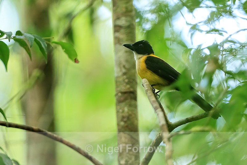 White-throated Shrike-Tanager (male), Costa Rica - White-throated Shrike-Tanager