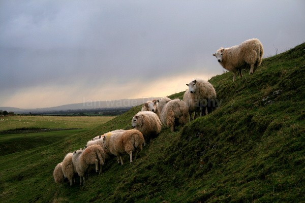 Sheep taking shelter _S117 - Somerset landscape Photography