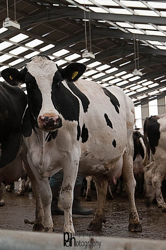 Milking Parlour - 24 - Products