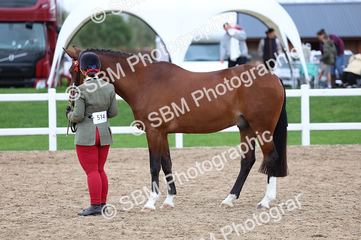 SBM_05086 - Class 27 - IH Competition Horse or Pony