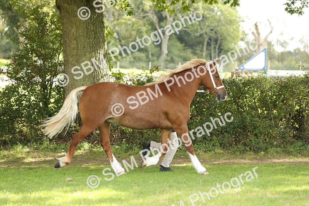 SBM_65379 - S47 - Mountain & Moorland In Hand Large Breeds