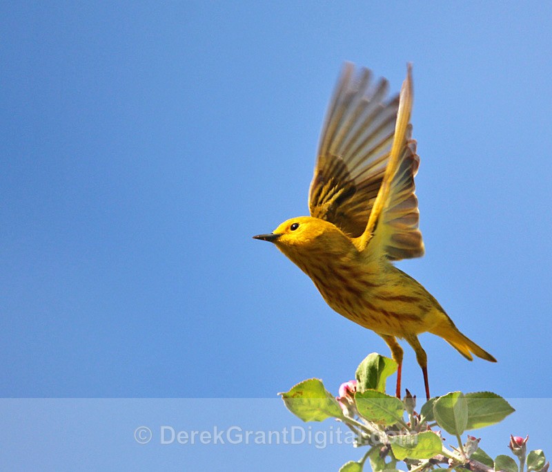 Yellow Warbler (male) - 1 - Birds of Atlantic Canada