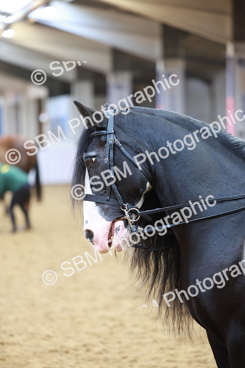 SBM_09725 - Class 102 - HOYS Veteran Qualifier - Ridden Veteran