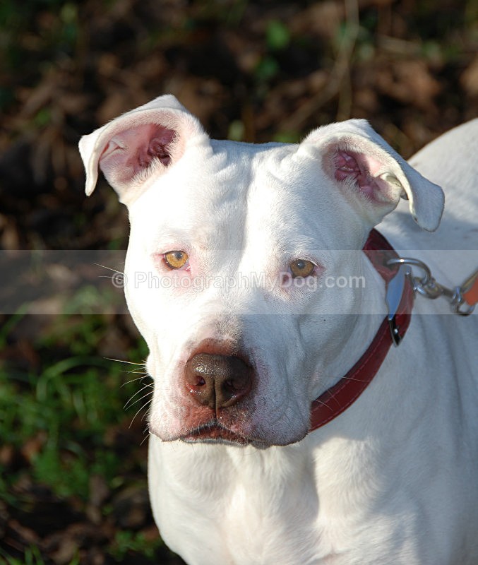  - Staffordshire Bull Terriers