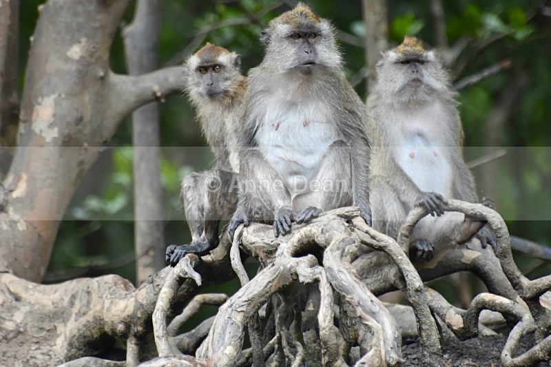 Do you think they saw us? - Wildlife from Langkawi, Malaysia