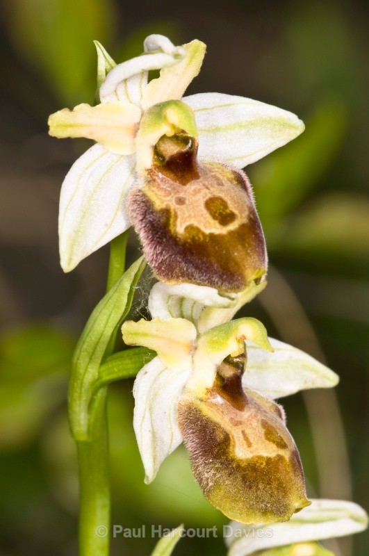 Archipelago Orchid (Ophrys archipelagi - Orchids - Ophrys