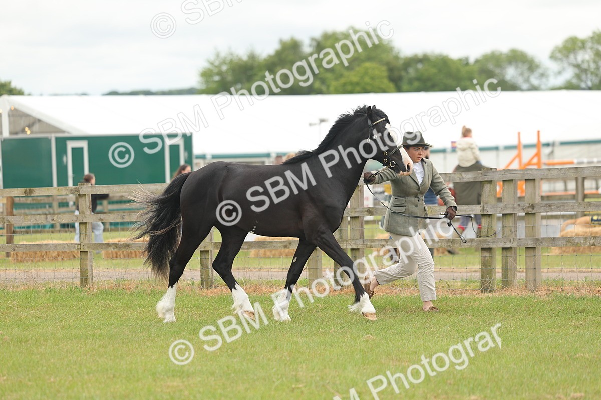 SBM_04804 - Class 50-57 - M&M Welsh Pony In Hand