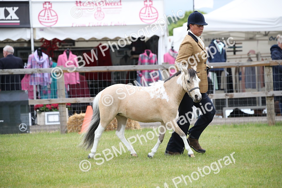 SBM_03937 - Class 23-25 - British Miniature Horse of the Year