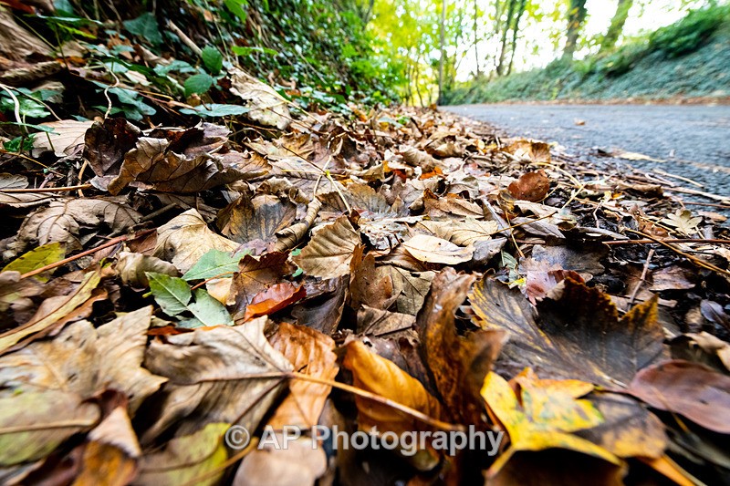 ANT_5632-1 - Autumn Colours