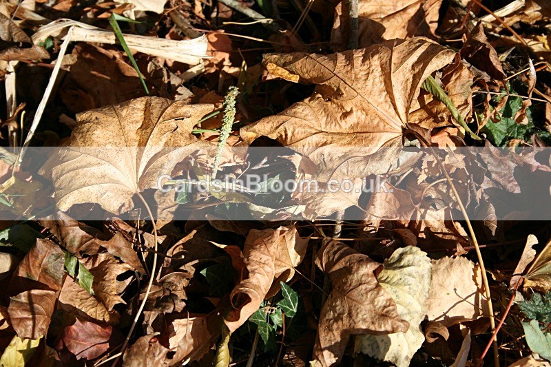 sun glinting on winter leaves - EARTH, SEA & SKY- Woodlands, Rivers, Lakes, Mountains and Skies