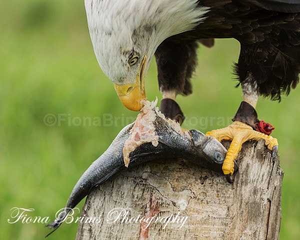 Wow June PD-22 - Birds of Prey