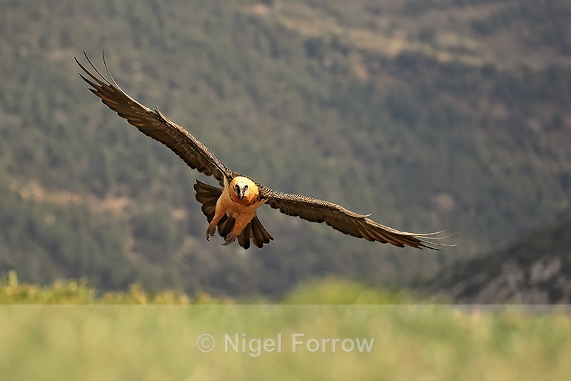 Lammergeier manoeuvring to land, Catalonia, Spain - Lammergeier