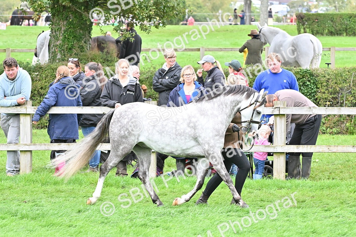 SBM_61015 - S48 - Mountain & Moorland In Hand Small Breeds