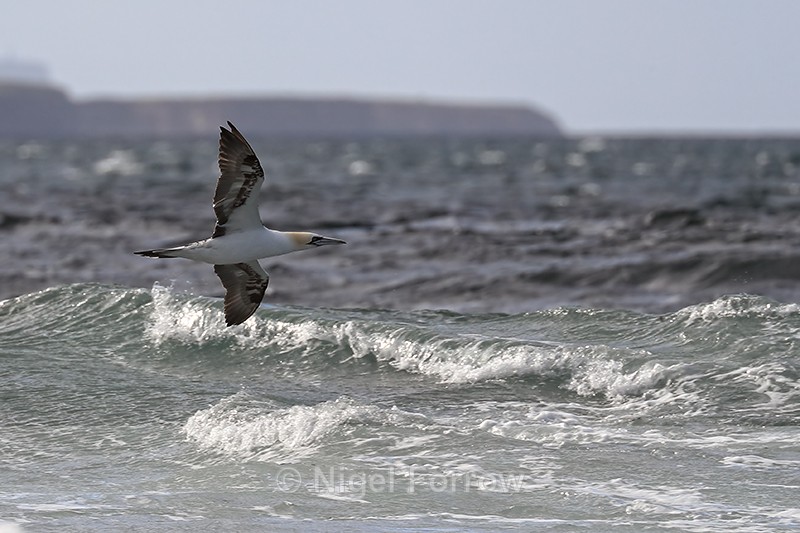 Gannet flypast, Ness of Duncansby, Scotland - Gannet