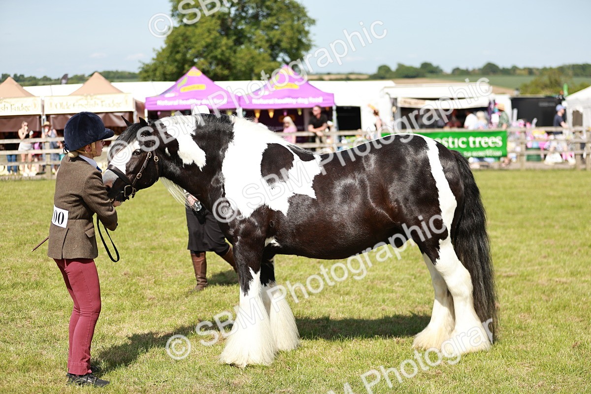 SBM_08823 - Class 63-65 - Traditional Gypsy Cobs In Hand & Ridden