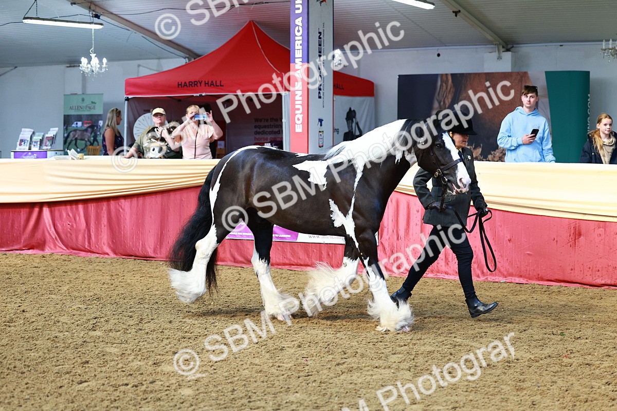 SBM_23043 - Class 903 - Supreme Final - IH Pre Vet