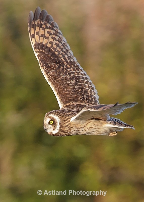 Astland Photography, Bird and Wildlife Images, Susan and Peter Wilson, U.K.