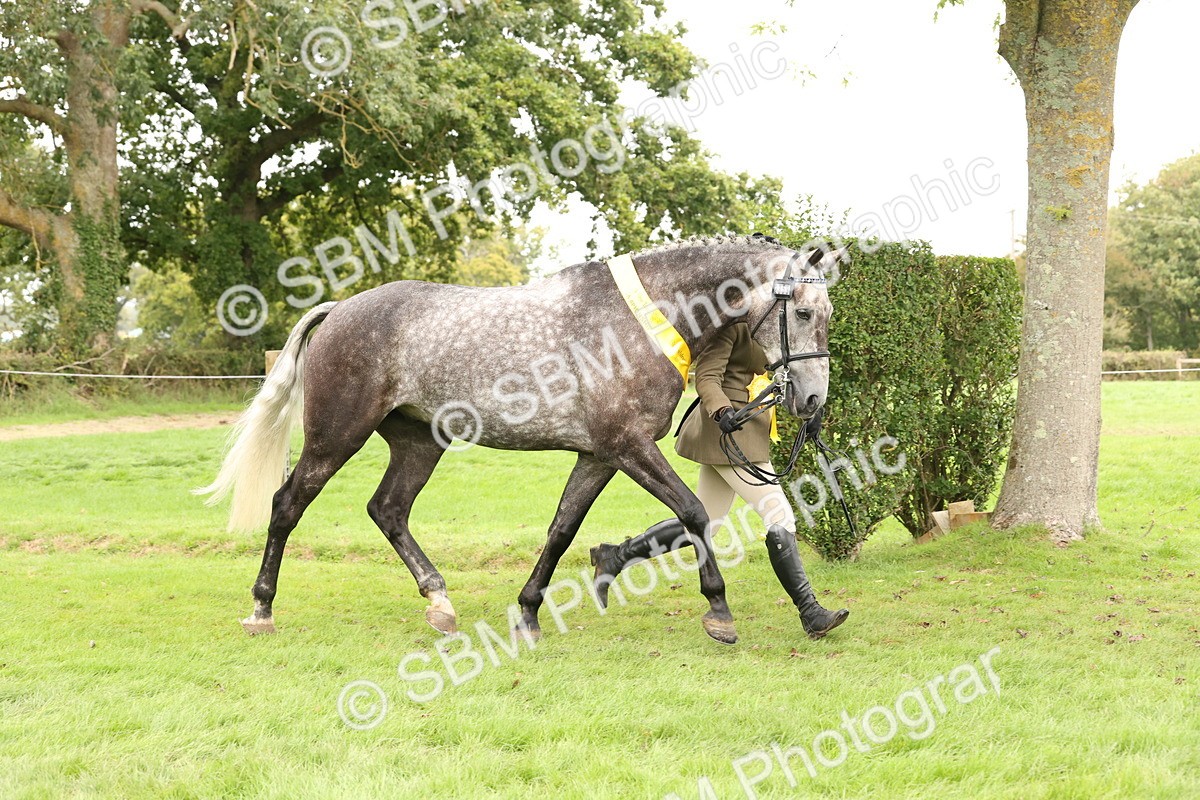 SBM_60857 - In Hand Horse Supreme Championship