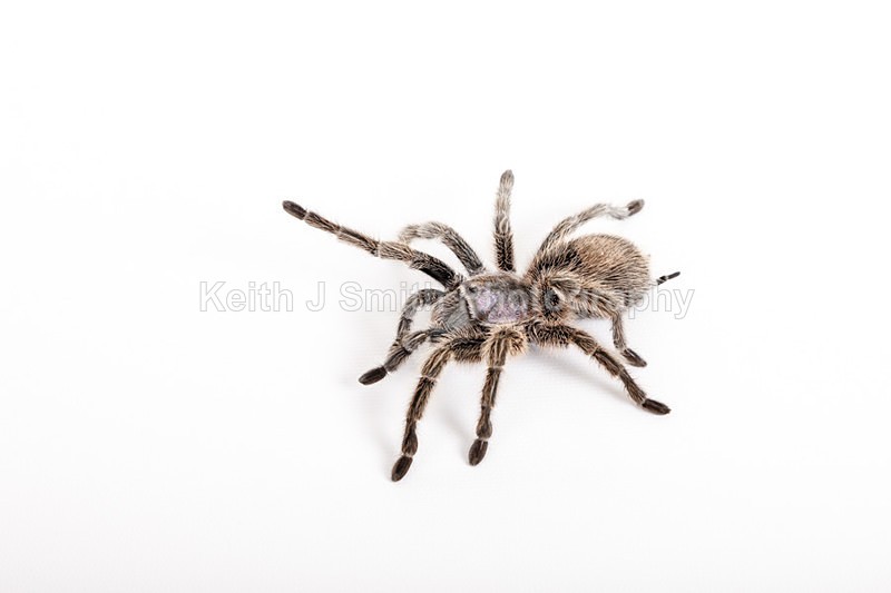 2SKJ8881 - Roaming Reptile Show. II