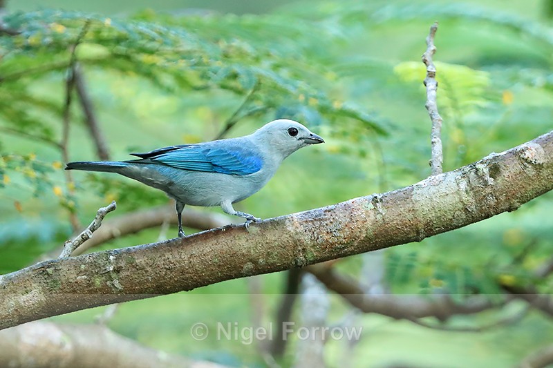 Blue-grey Tanager perched, Panama - Blue-grey Tanager