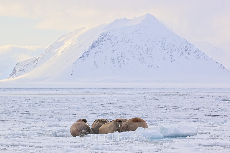 Walruses resting on sea ice, Forlandsundet, Spitsbergen, Svalbard - Walrus