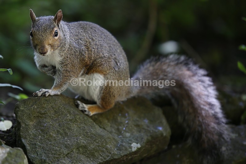 IMG_2796 - Wildlife