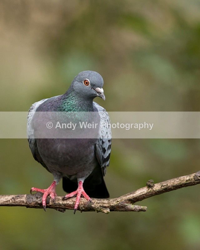 20091023-133 - Pigeons & Doves