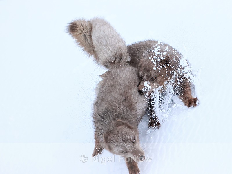 Arctic Foxes sliding down slope during fight, Hornstrandir, Iceland - Arctic Fox