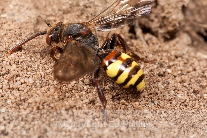Nomada leucophthalma - Nomada leucophthalma