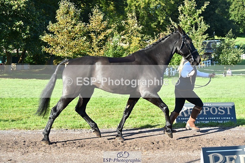 231022-103814-22632 - 505-MR.DARCY-Eleanor.Newcombe-TrotUp+SJ