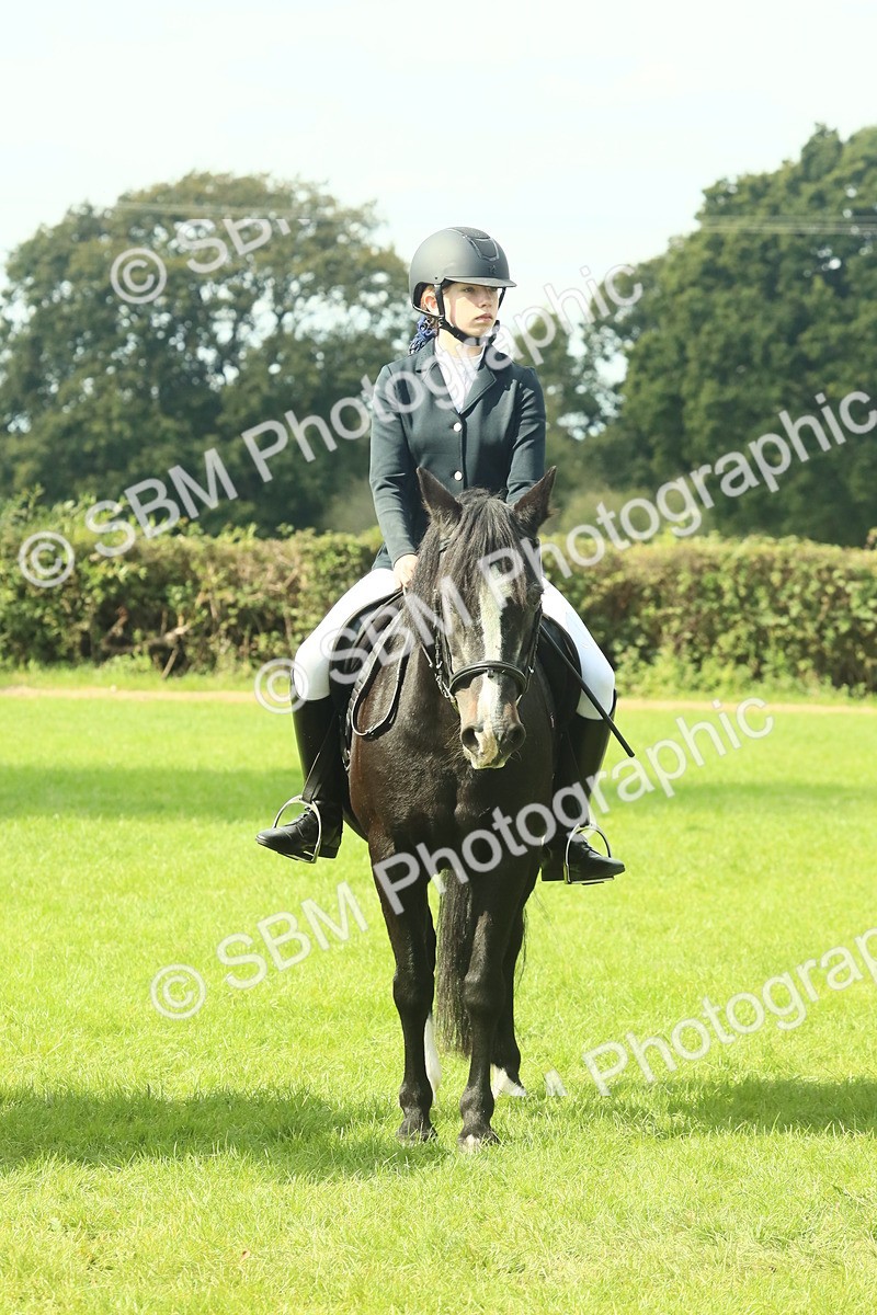 SBM_66421 - S34 - Rehabilitated Rescue Horse & Pony In Hand & Ridden