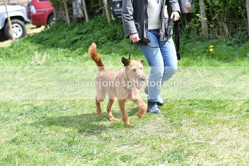 WJ5_0393 - Class 7 Best Terrier