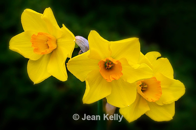 Three daffodils - DSC_3725 - Yellow